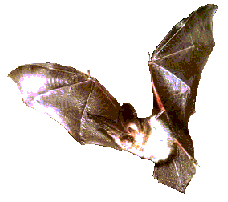 Une chauve-souris pendant son vol de chasse à Vienne
