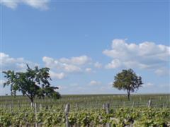 Foto aus dem Burgenland