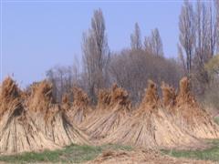 Foto aus dem Burgenland