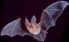 Fledermaus. Bildquelle: Wikimedia Commons. Bildlizenz: Public Domain