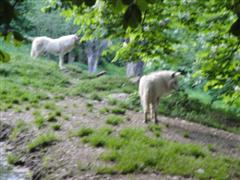 Foto Schloß Herberstein